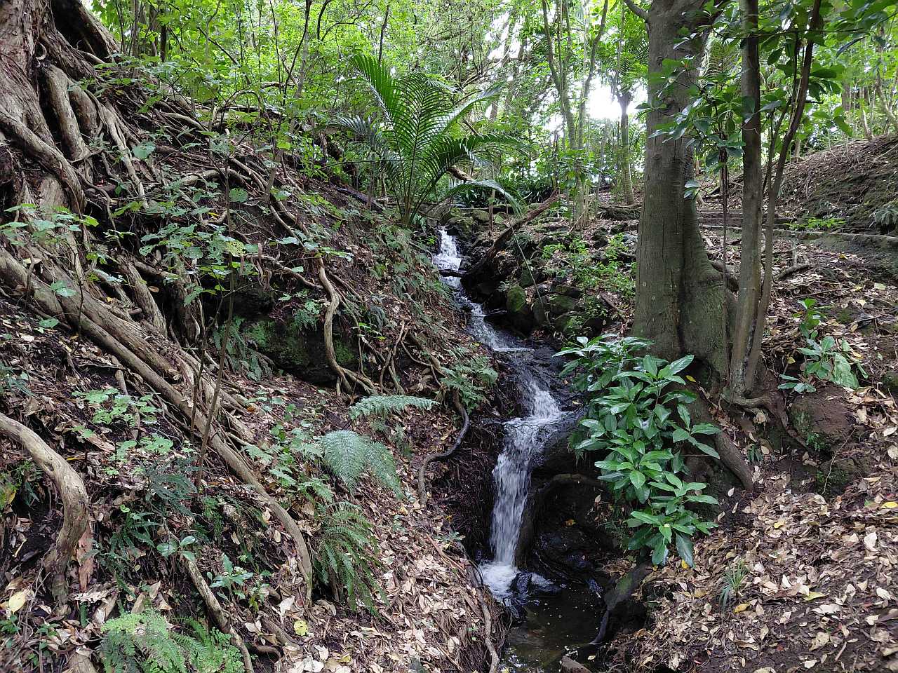 Lovers Walk Auckland Domain bush trail stream steps boardwalk