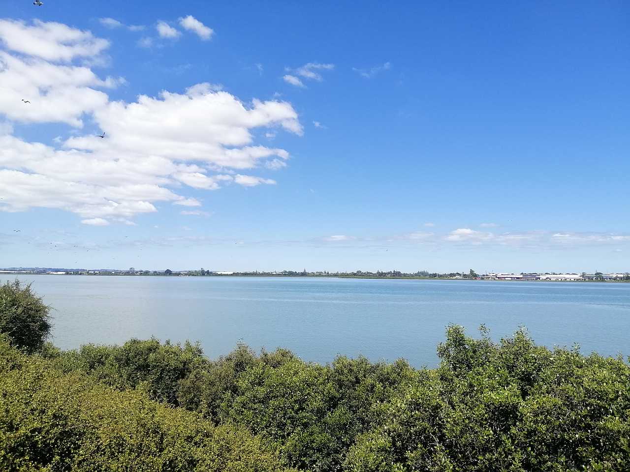 Manukau Foreshore Walkway Onehunga Auckland pohutukawa coastal path Mangere Bridge